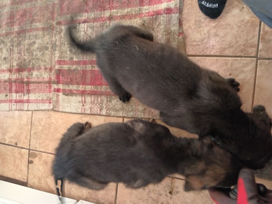 Donatie catei de curte