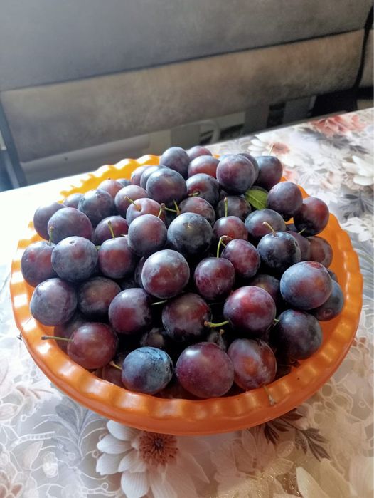 Продам яблоки уралка, терн, виноград