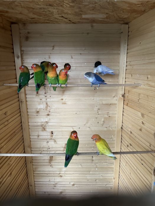 Papagal agapornis de vânzare!!