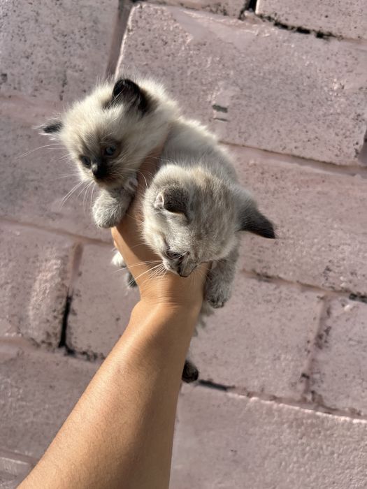 Бесплатно кошки мальчики