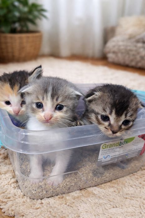 Mushukcha sotiladi Scottish fold narxi 100 $