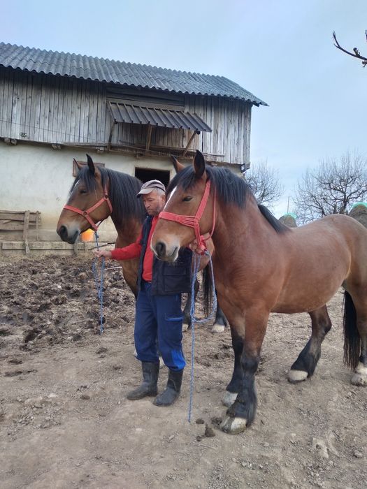 Doua iepe,mama fiica