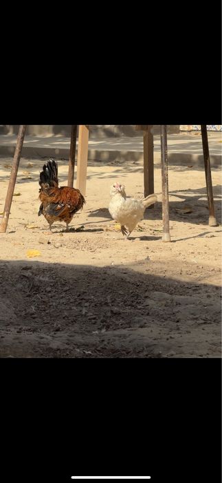 Atwerpen bentam sotiladi 1+1 Soqolli bentamlar. Boradatiy