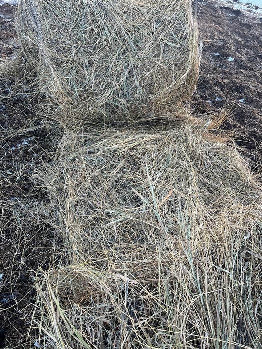 Сено.450 с.Каратал