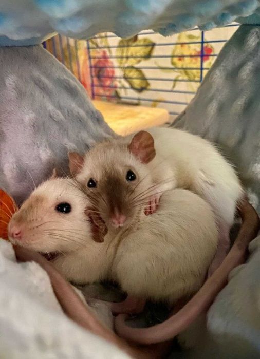 В продаже крыса мальчик