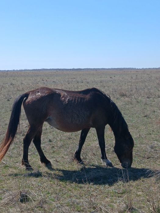 Биелер сатылады продам