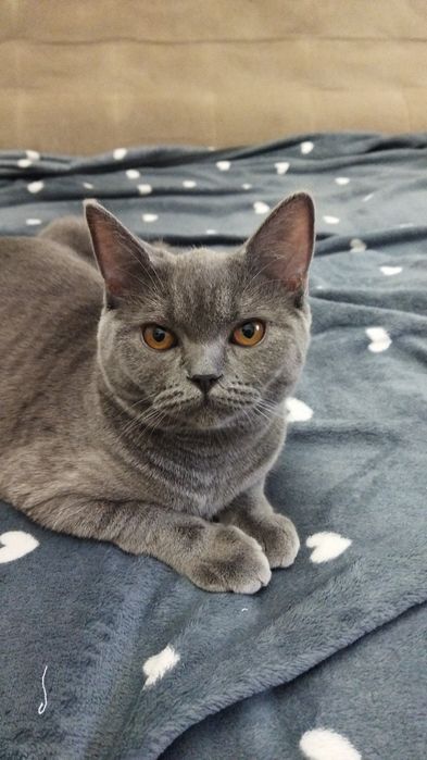 Срочно в хорошие руки кот кошка шотландская скоттиш страйт