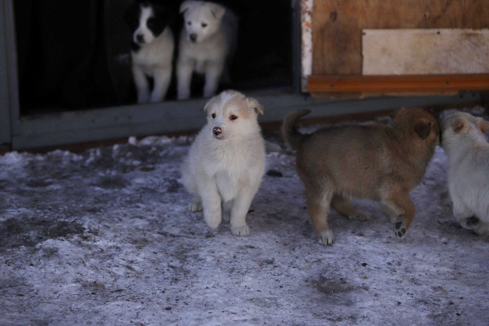 Щенок ищет дом, щенки