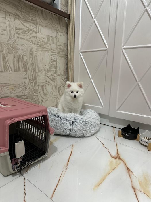 Померанский шпиц