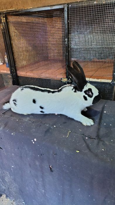 Mascul fluture german