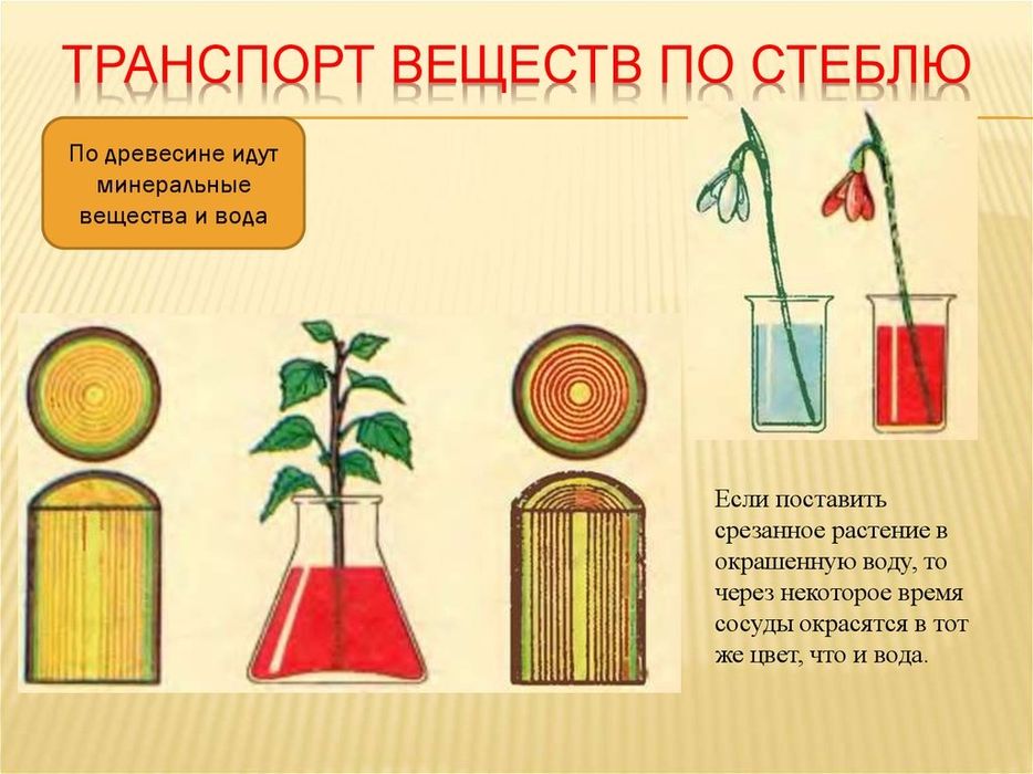 Репетитор биологии