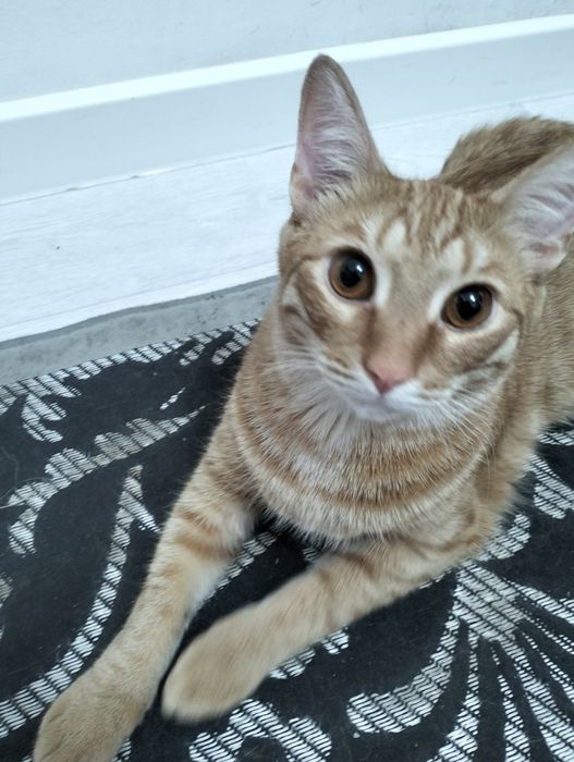 Отдаем котика в хорошие руки