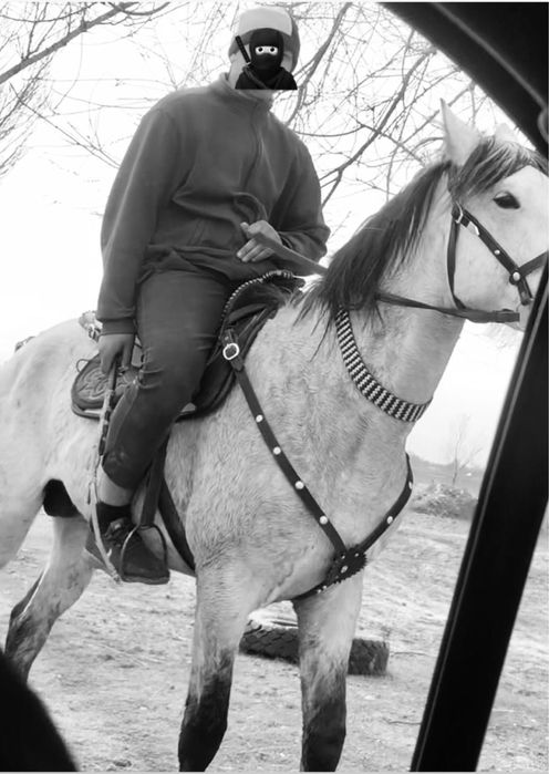 В продаже жеребец