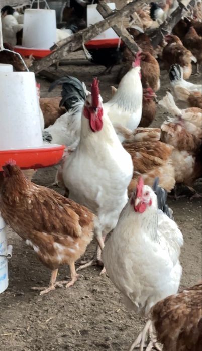 Тауықтар сатылады