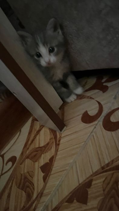 Здороаый котенок в добрые руки