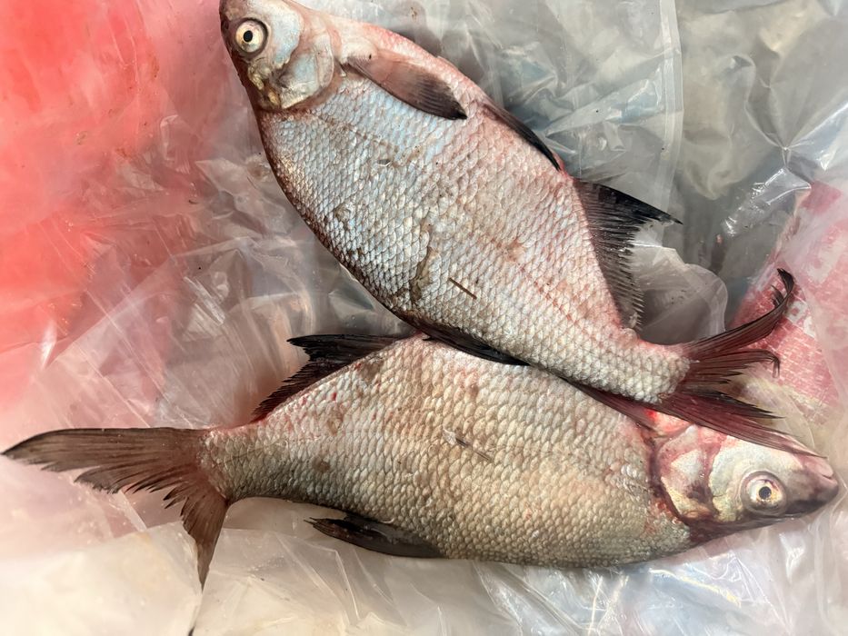 Лещ от 300 гр до 1кг