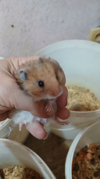 Домашние животные