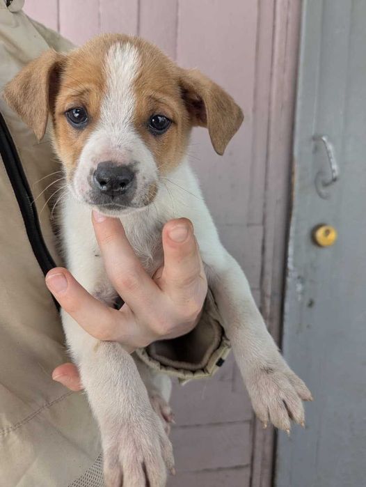 Щенки стафорда в дом