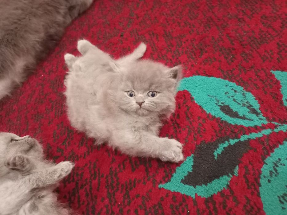 Котята британские
