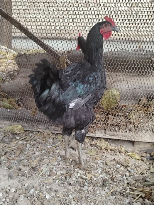 Qorashahzoda jo'ja xo'rozlar sotiladi