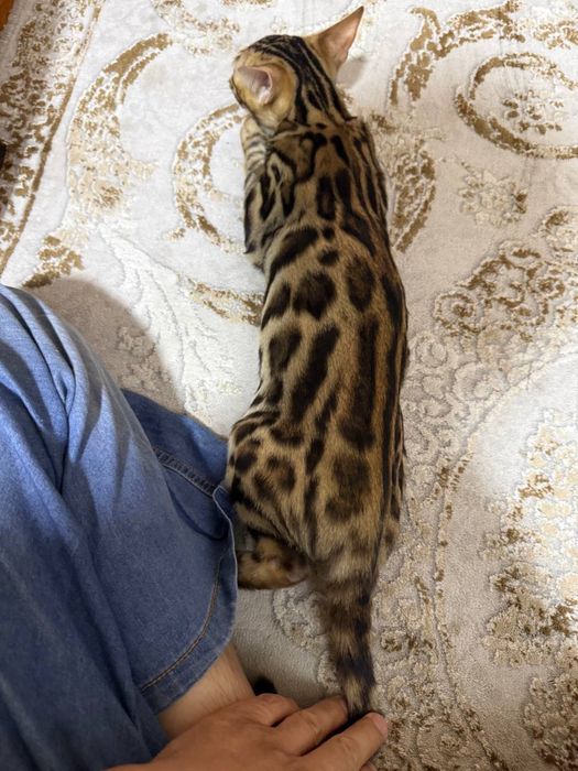 bengal mushuk ogil bolasi