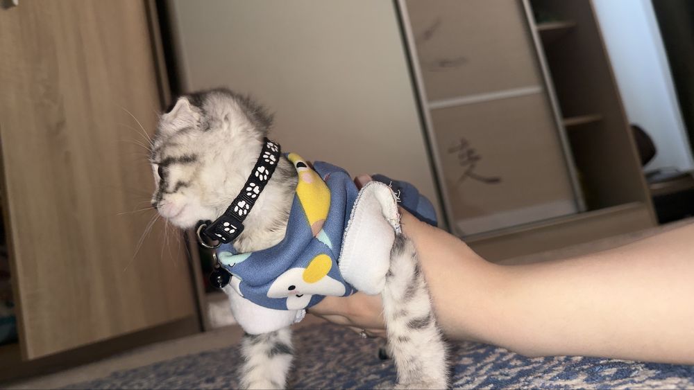Шотландская кошка