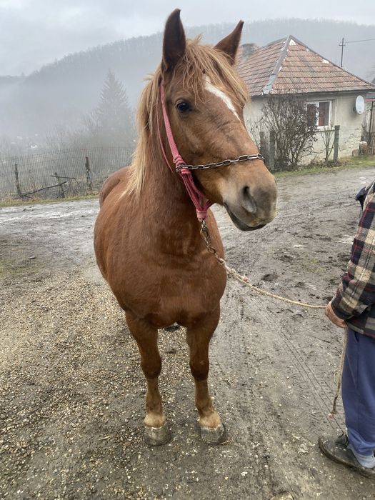 Vand iapa sarga de 3 ani