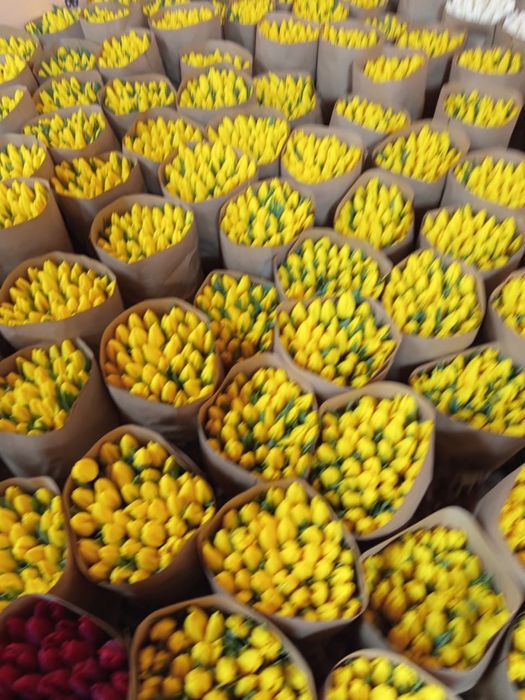 Тюльпаны оптом и в розницу