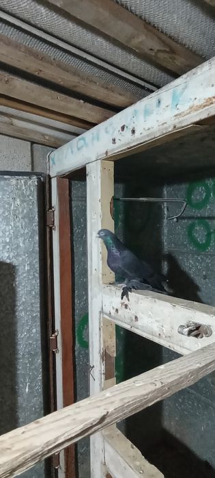 Кептер сатылады Шымкентте тур
