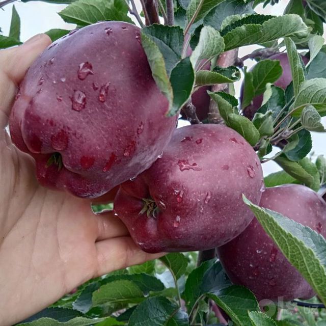 Mevali kuchatlarimiz sotuvda Eng sara serxosil sortlari sifati alo