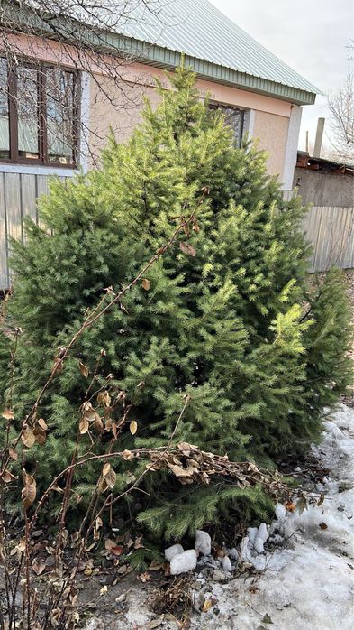 Продам ёлку