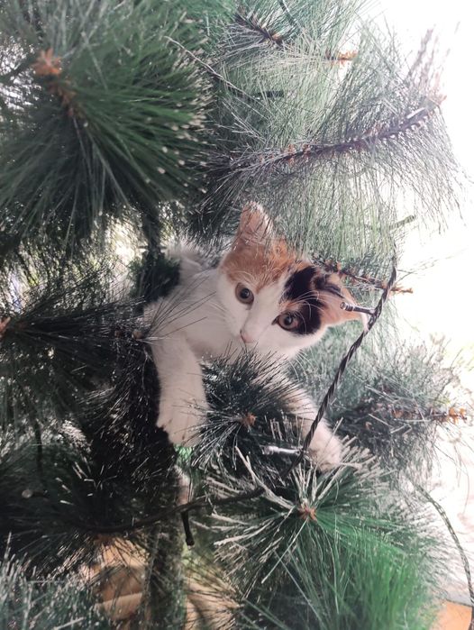 Отдам в хорошие руки