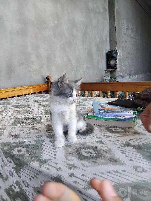 Kulirang oq mishukcha o‘g‘il bola