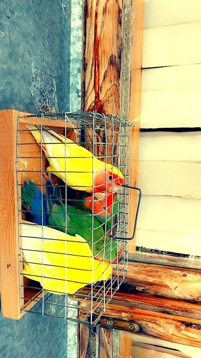 Koʻpayishga tayyor parlar .