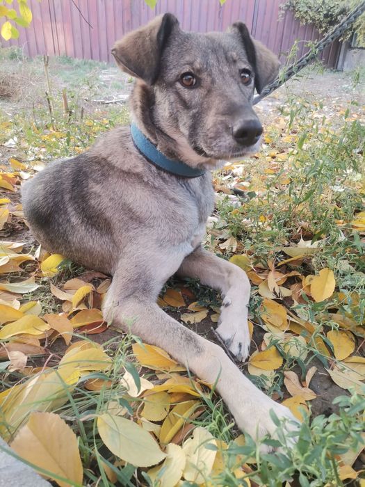 Собака ищет хозяев