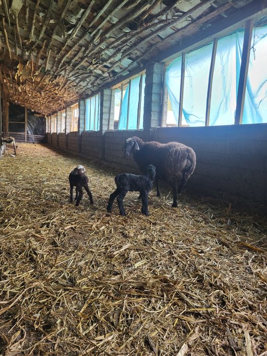 Egizchi qo‘y sotiladi