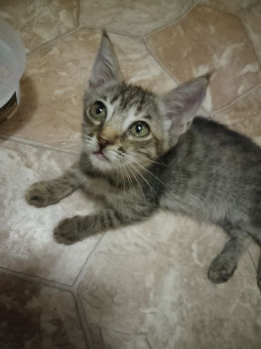 Котята ищут ДОБРЫЙ ДОМ