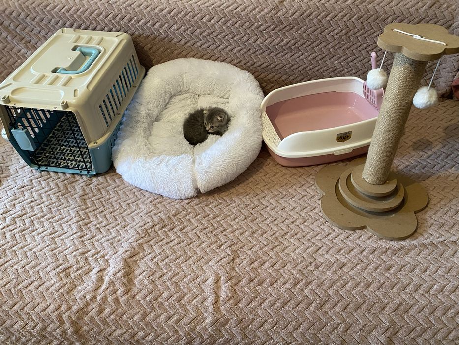 Шотландская девочка вислоухая с со всем набором есть торг осталась 1