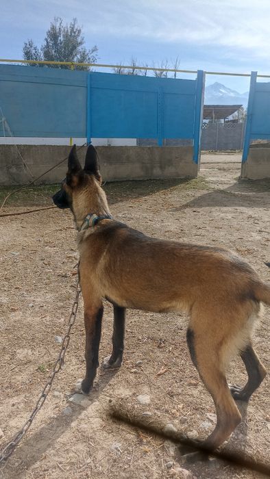 Бельгийский овчарка