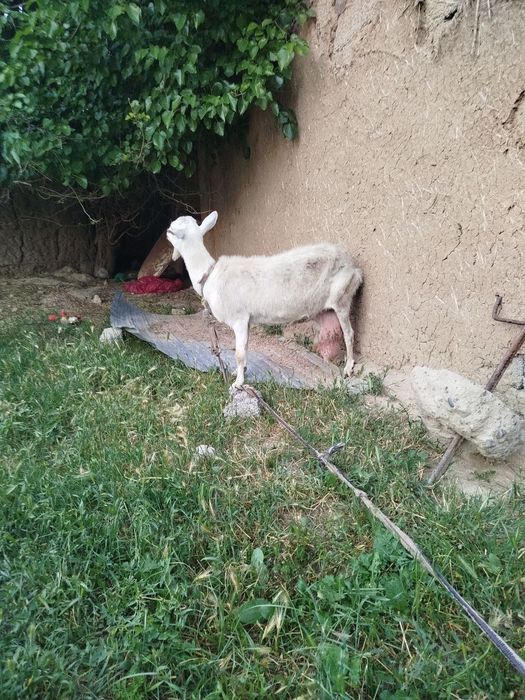 Takala sotladi zanen echkilani bolas yaxw sutli echkila narhi 1.5 mlnd