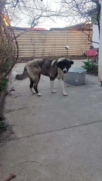 Собака, помесь лайки