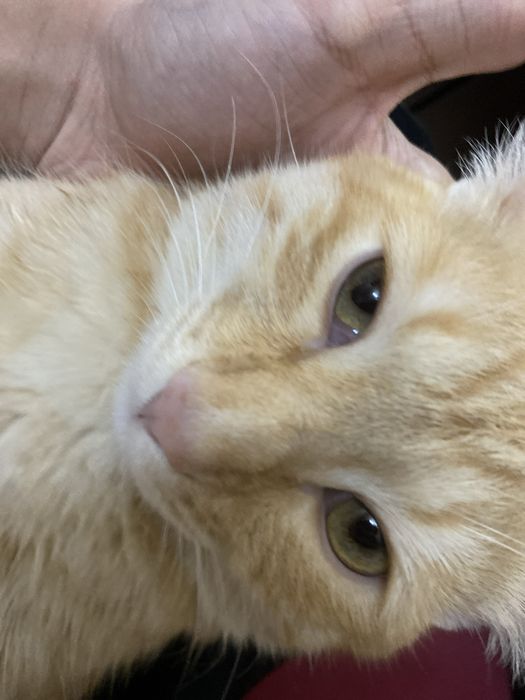 Котик василий ищет дом