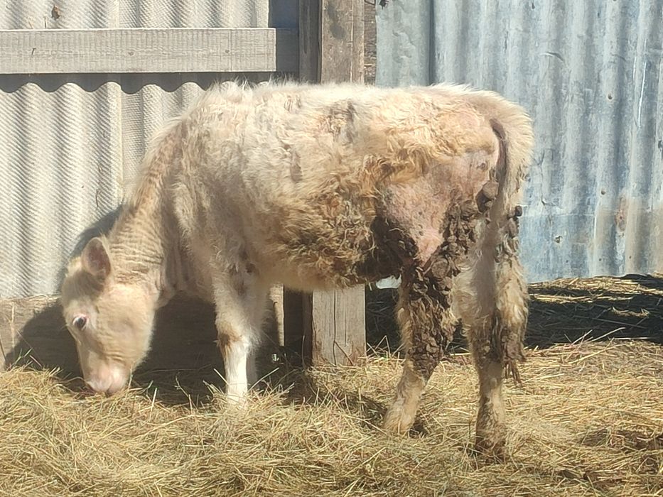 Обменяю тёлку на мотоцикл