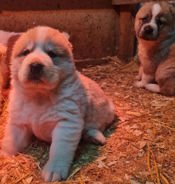Щенки САО (Алабай)