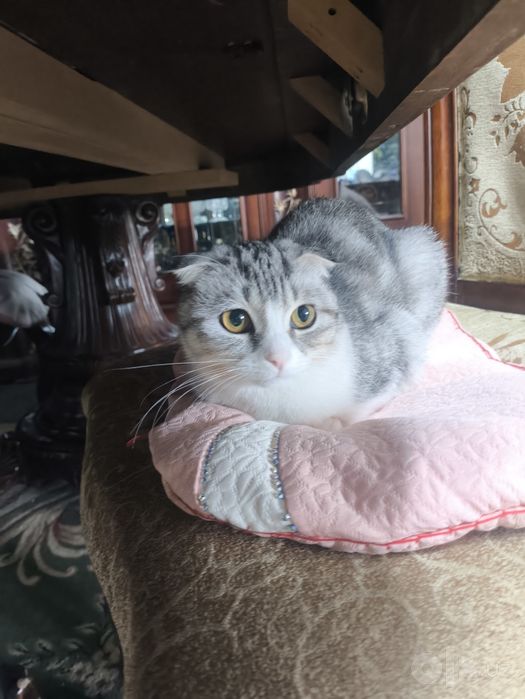 Scottish fold kochka i kotyonok