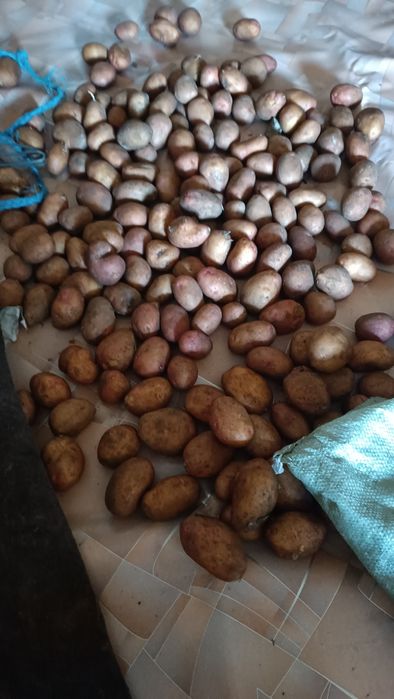 Картофель семенной