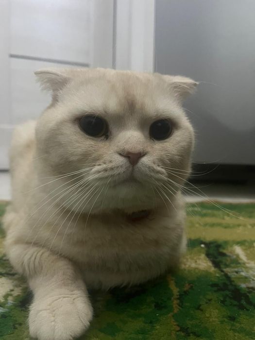 Швейцарский кот очень хороший
