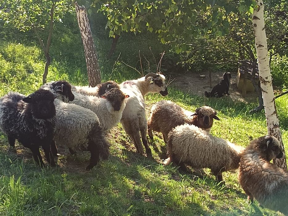 9 miei cu 400 bucata si 1 mioara cu 600 bucata