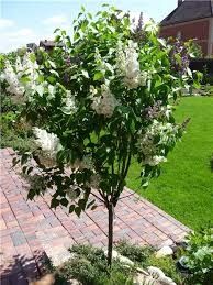 Сирень разных сортов и размеров