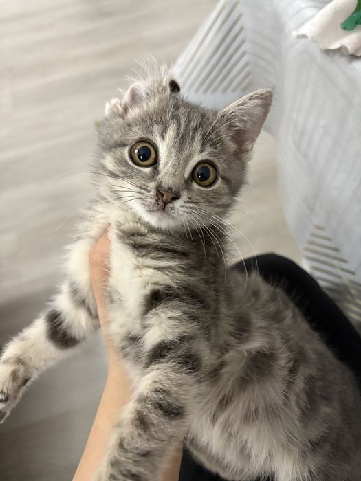 Кошка порода-британский